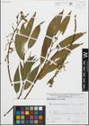 Foto von Salix fragilis L.